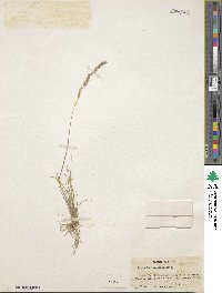 Image of Agrostis hygrometrica