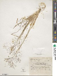 Image of Agrostis leptotricha