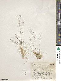 Agrostis leptotricha image