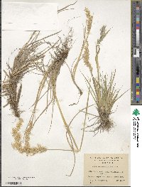 Polypogon magellanicus image