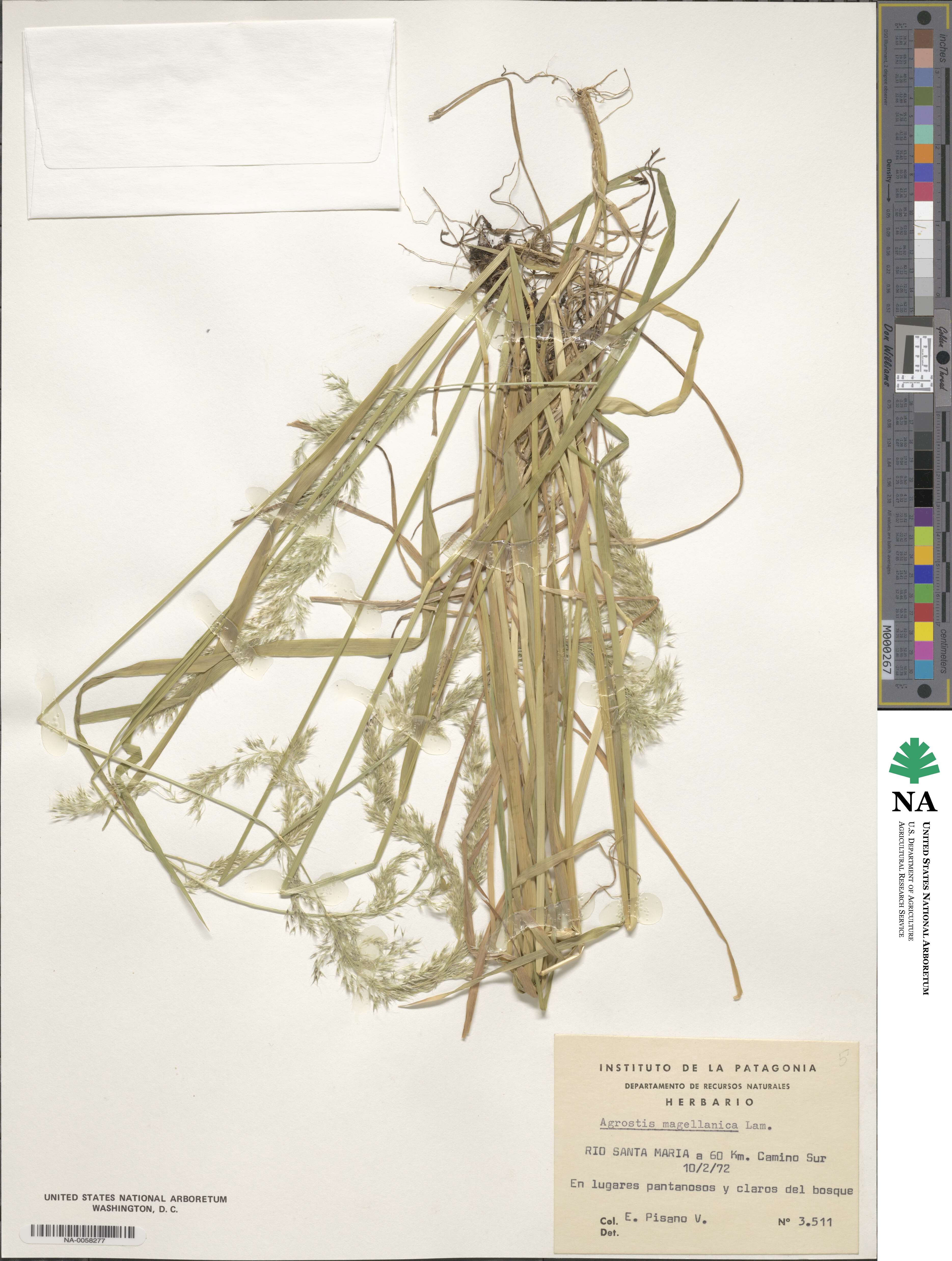 Polypogon image