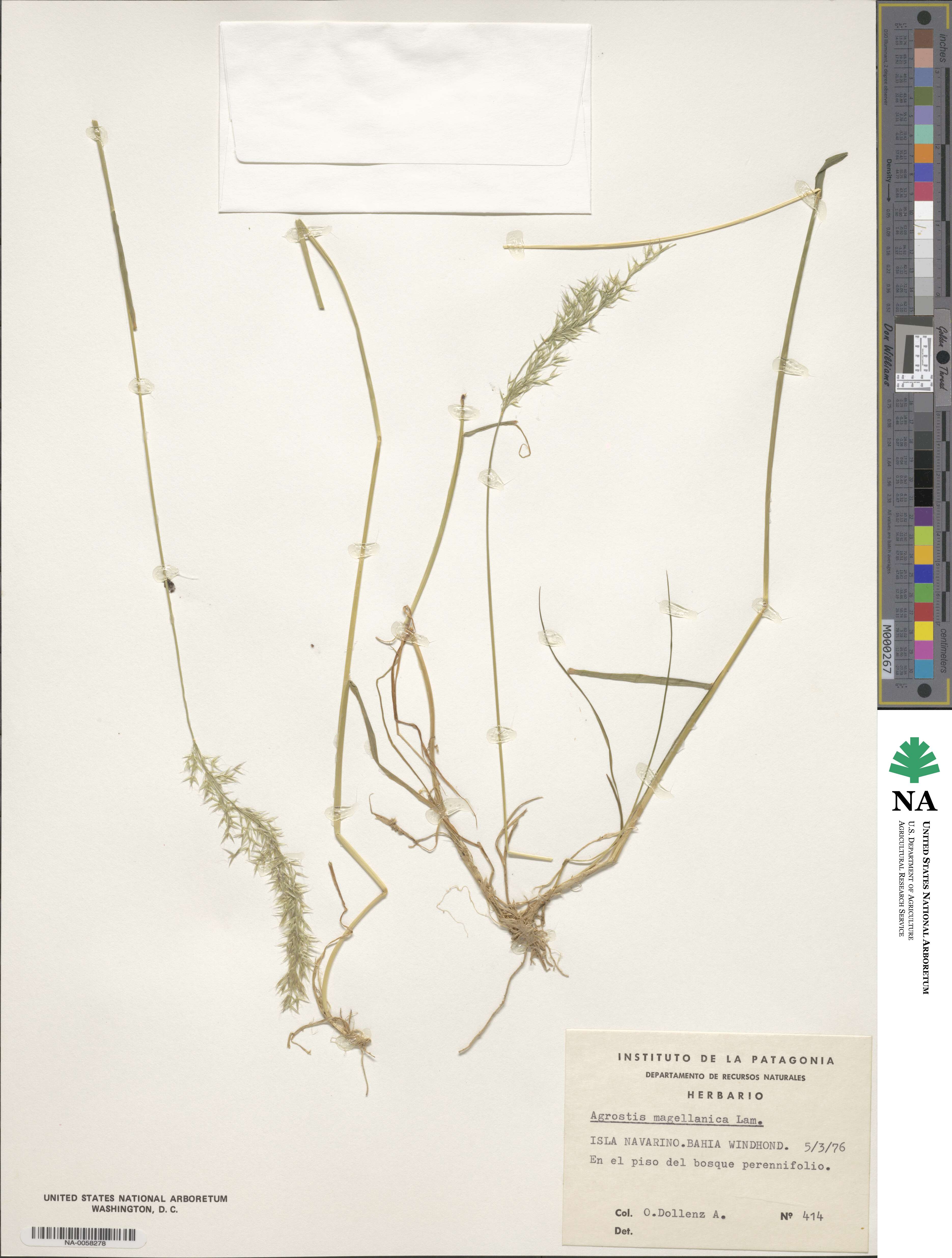 Polypogon magellanicus image