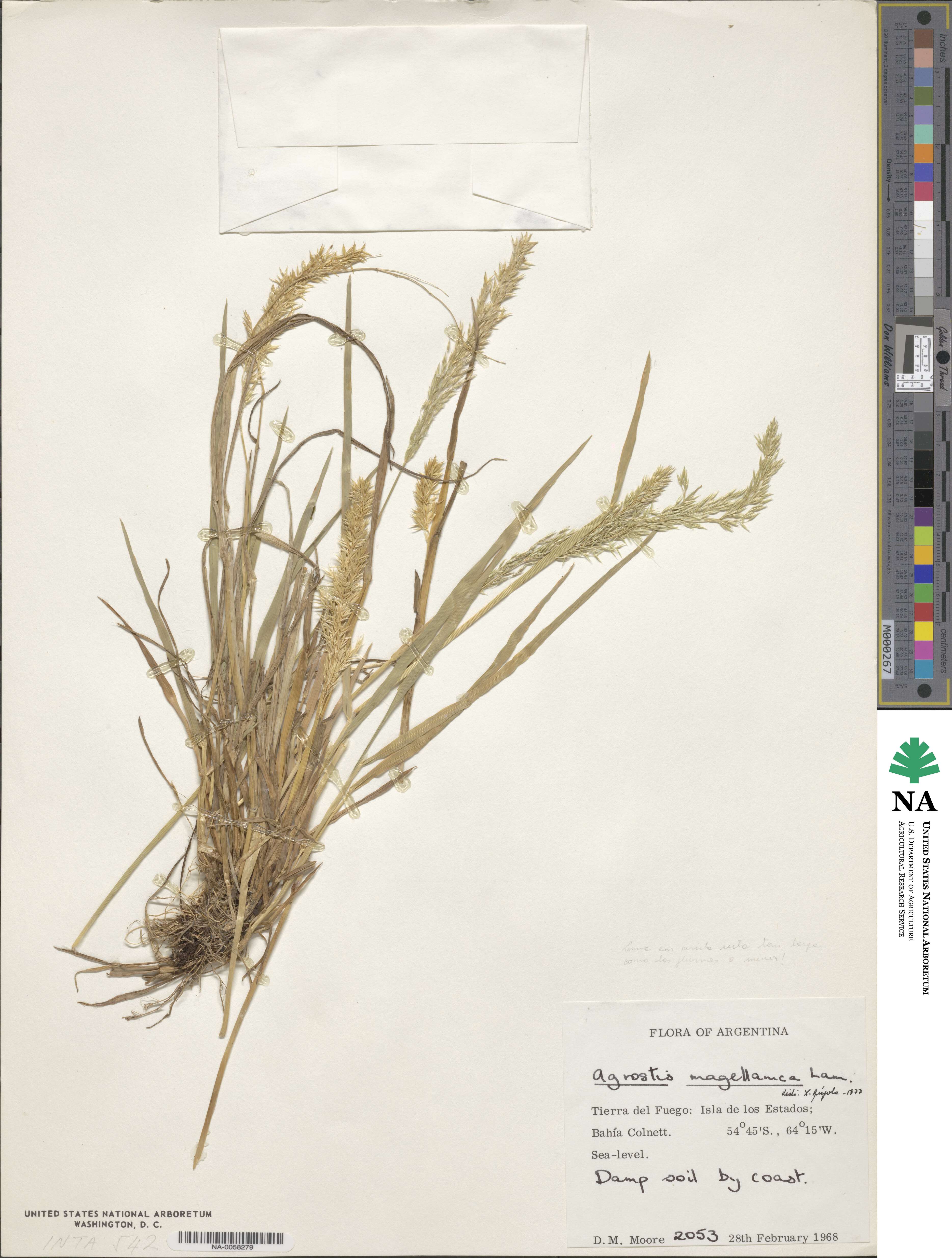 Polypogon magellanicus image