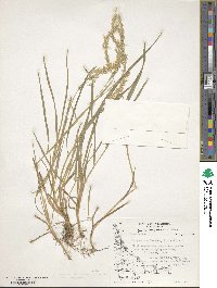 Polypogon magellanicus image