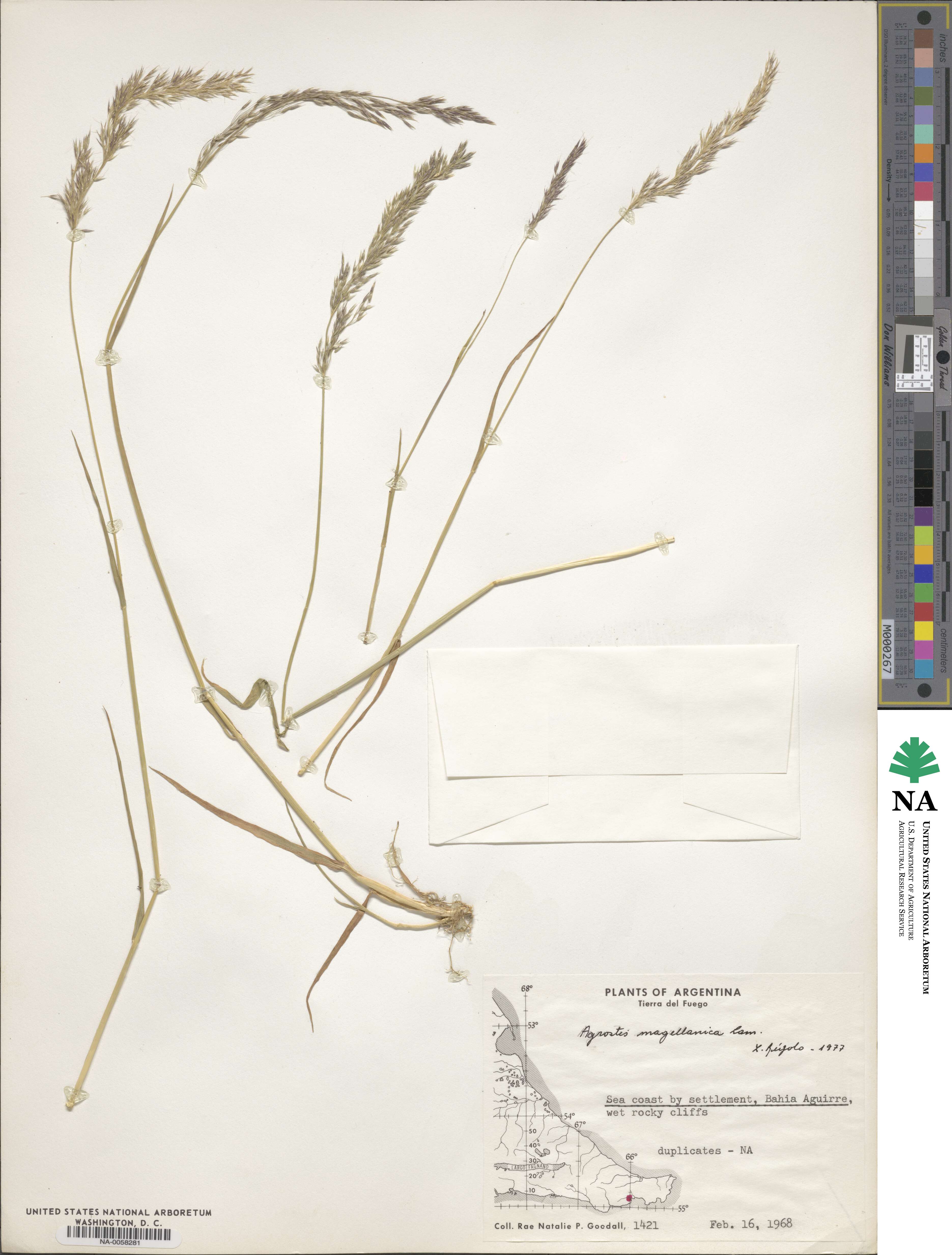 Polypogon magellanicus image