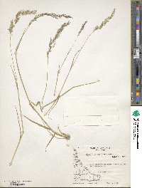 Polypogon magellanicus image