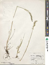 Polypogon magellanicus image