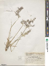 Polypogon magellanicus image