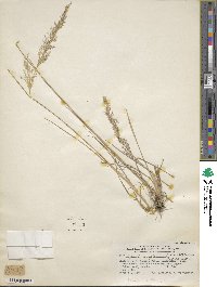 Polypogon magellanicus image