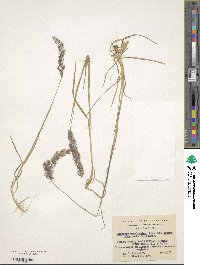 Polypogon magellanicus image