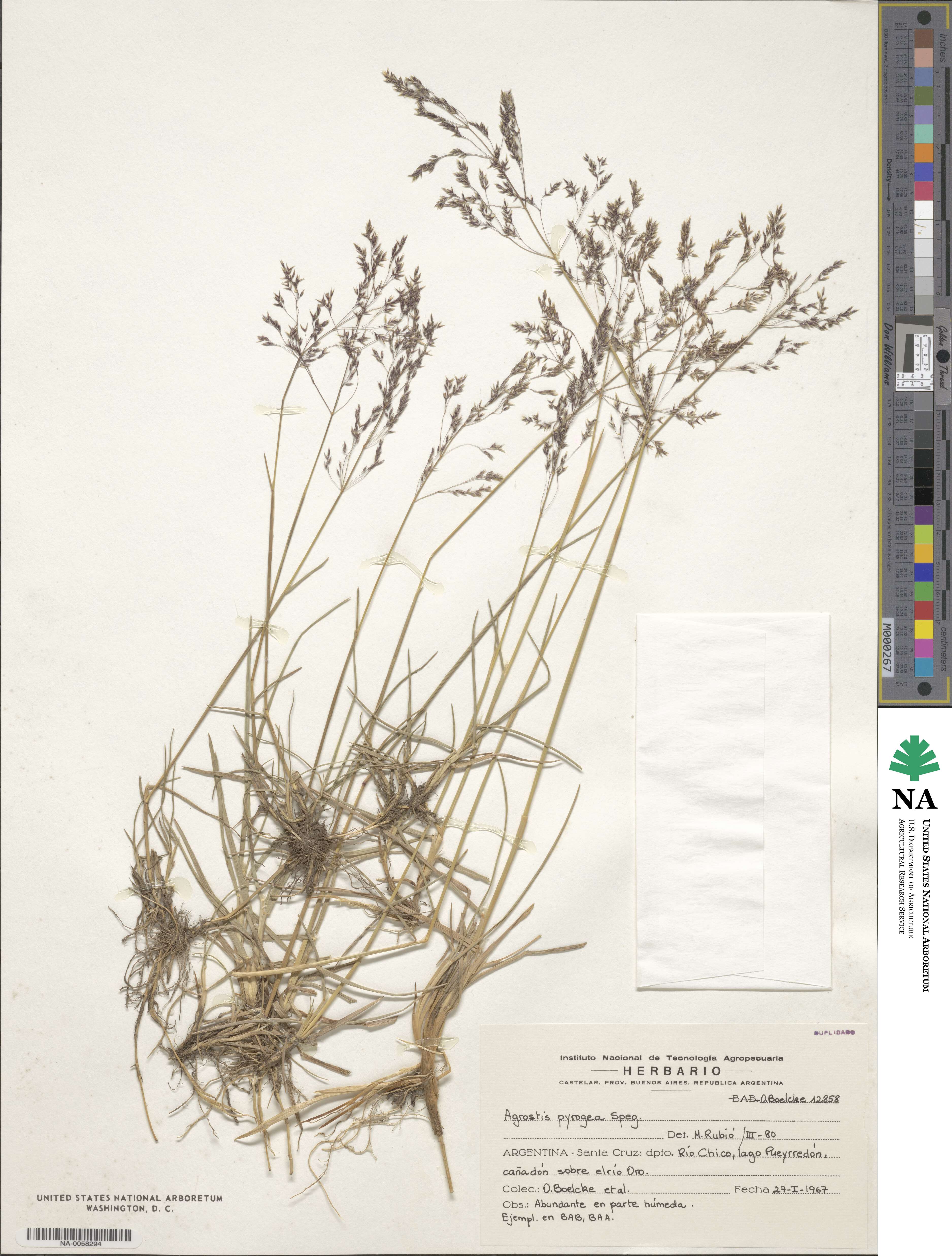 Agrostis glabra image