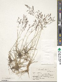 Agrostis glabra image