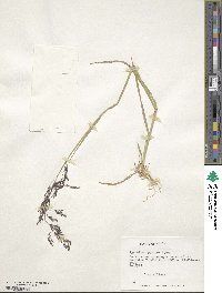 Agrostis glabra image