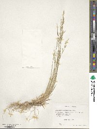 Image of Podagrostis sesquiflora