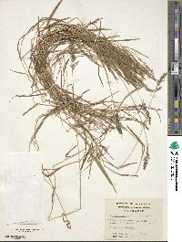 Agrostis capillaris image