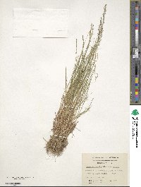 Agrostis capillaris image