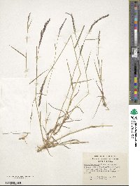 Agrostis capillaris image