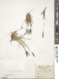 Agrostis capillaris image