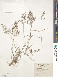 Agrostis capillaris image