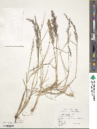 Agrostis capillaris image