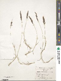 Agrostis capillaris image