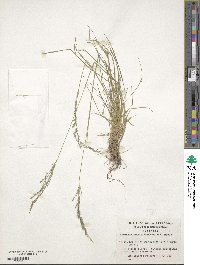 Agrostis capillaris image