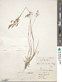 Agrostis capillaris image