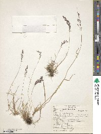 Agrostis capillaris image