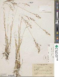 Agrostis capillaris image