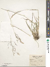 Agrostis capillaris image