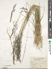 Agrostis capillaris image