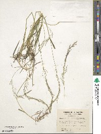 Agrostis capillaris image