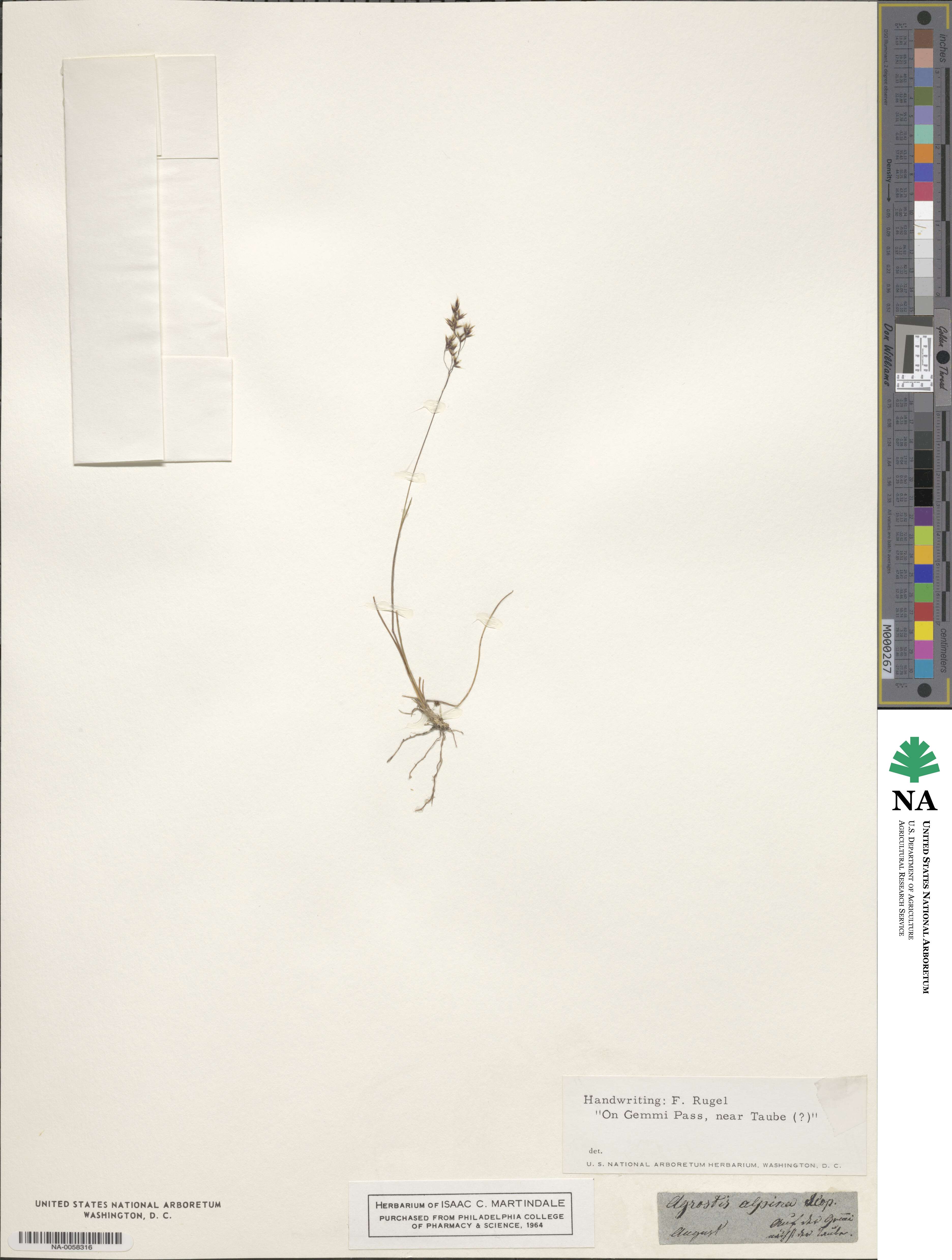Agrostis alpina image