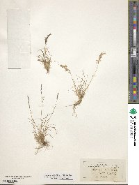 Agrostis alpina image