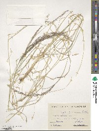 Agrostis castellana image