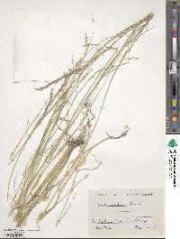 Agrostis castellana image