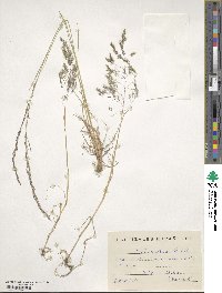 Agrostis castellana image