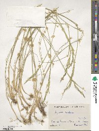 Agrostis castellana image