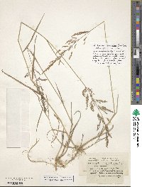 Agrostis stolonifera image