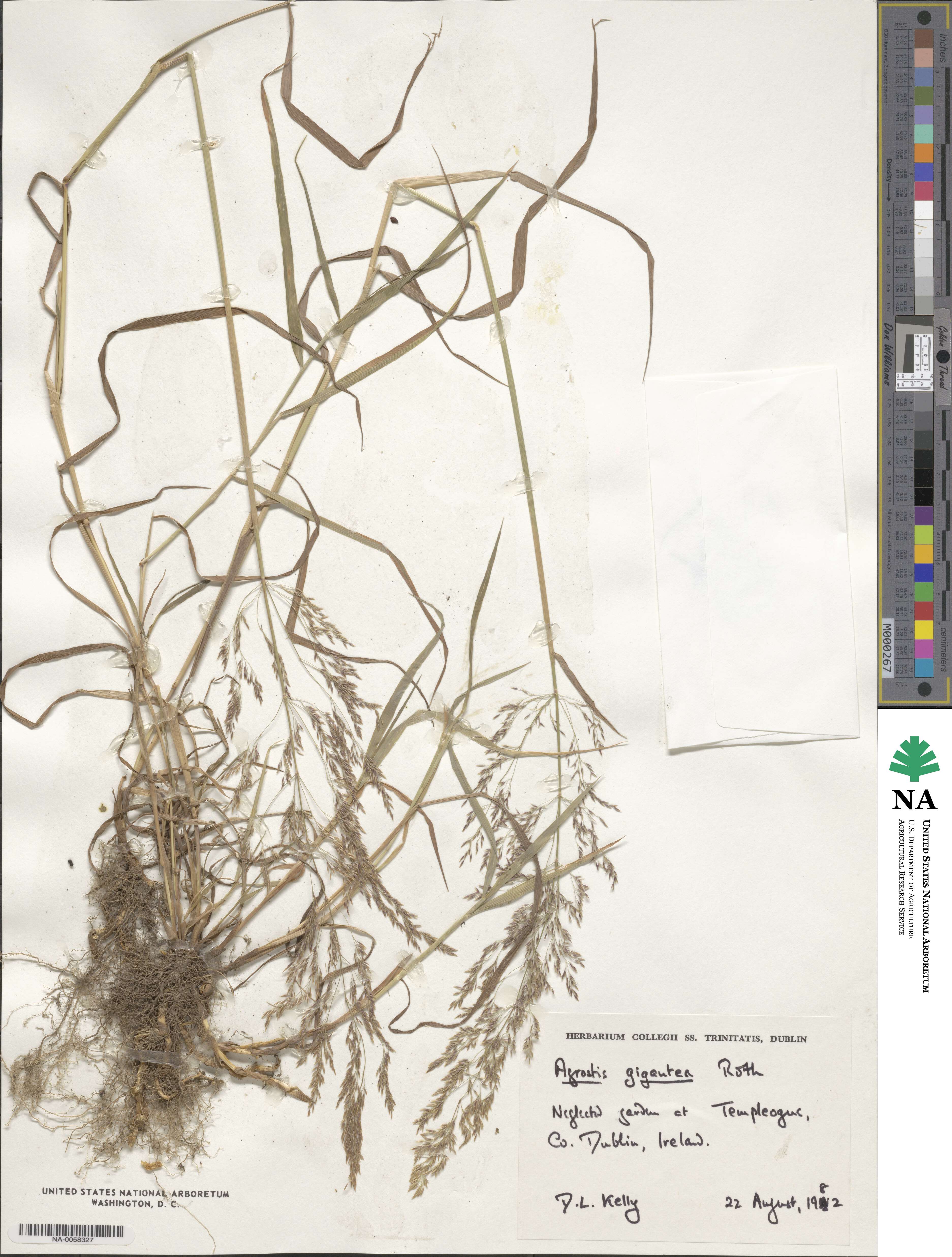 Agrostis gigantea image
