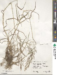 Agrostis gigantea image