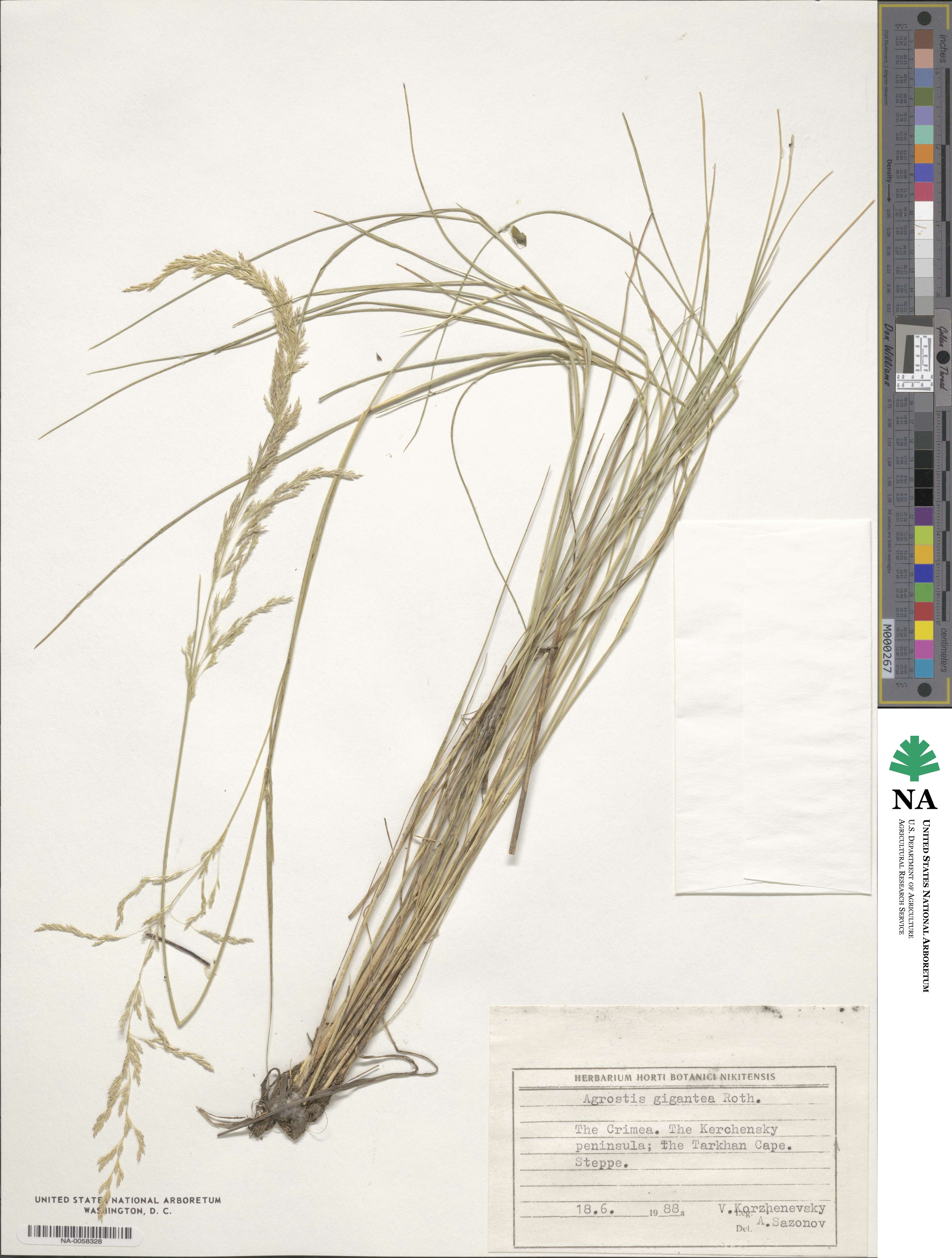 Agrostis gigantea image