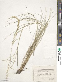 Agrostis gigantea image