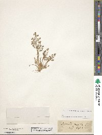 Agrostis capillaris image