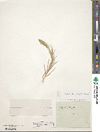 Image of Agrostis pungens