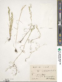 Agrostis salmontica image