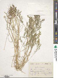 Agrostis salmontica image