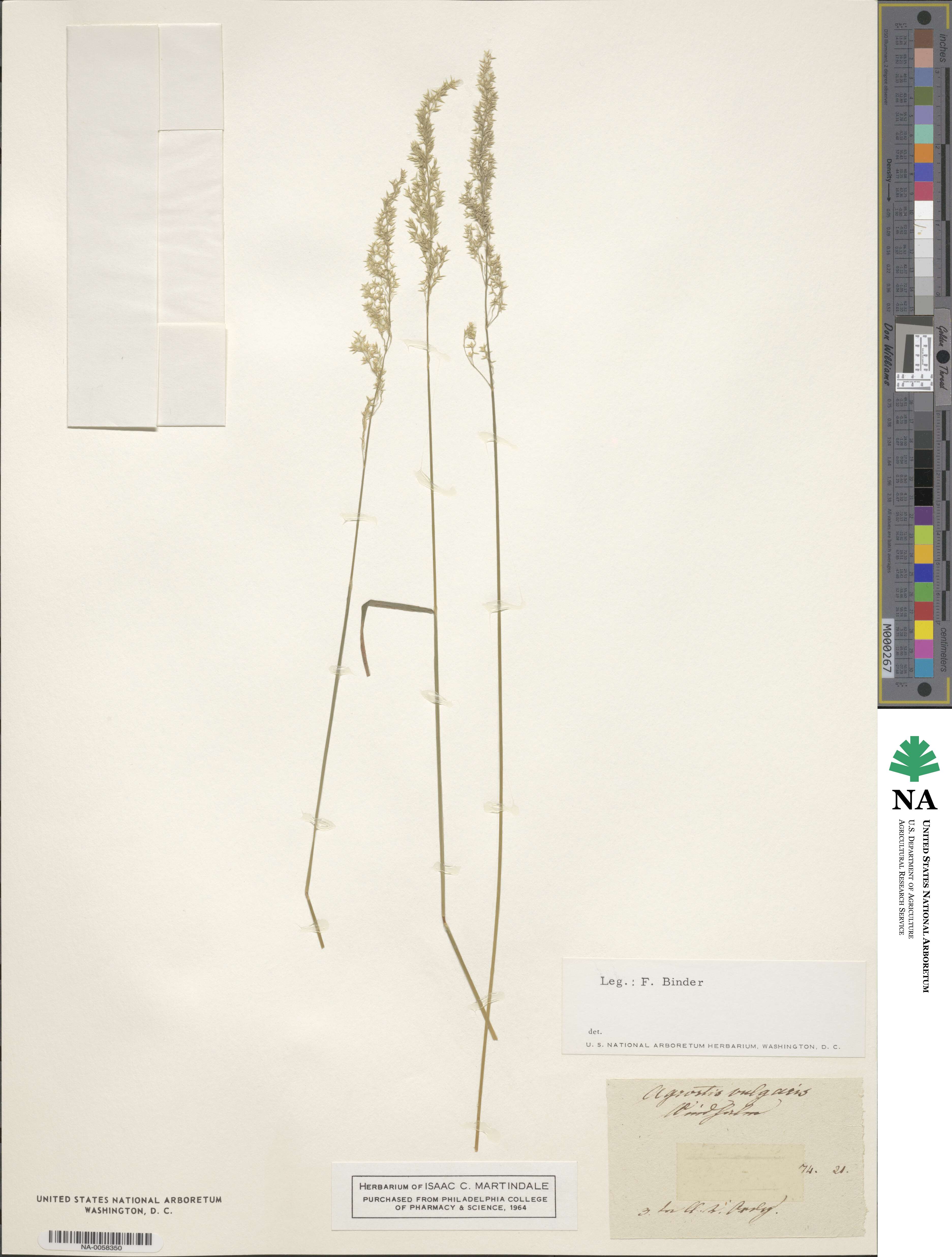 Agrostis capillaris image