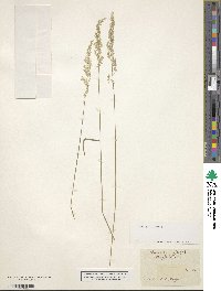 Agrostis capillaris image