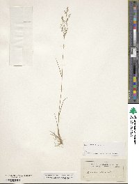 Agrostis capillaris image